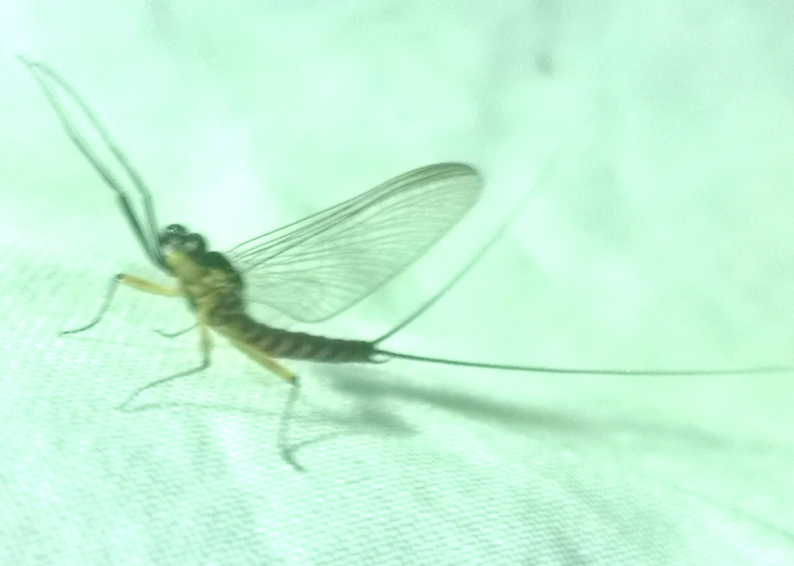 Electrogena ujhelyii Electrogena ujhelyii