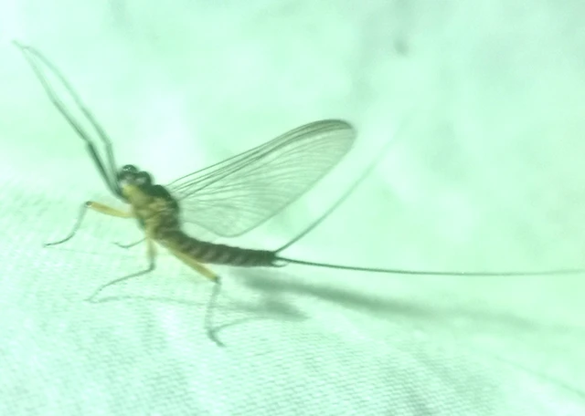 Electrogena ujhelyii