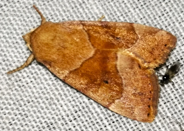 Cosmia trapezina - közönséges lombbagoly