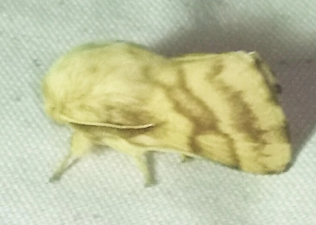 Malacosoma castrensis - kutyatejszövő