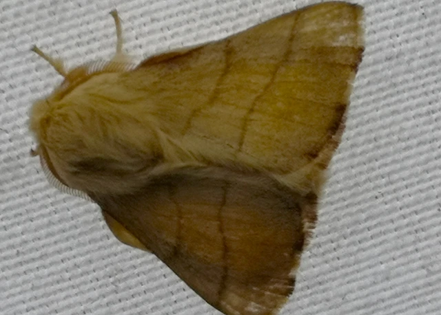 Malacosoma neustria - gyűrűsszövő