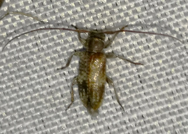 Exocentrus adspersus - tölgyfa-rőzsecincér