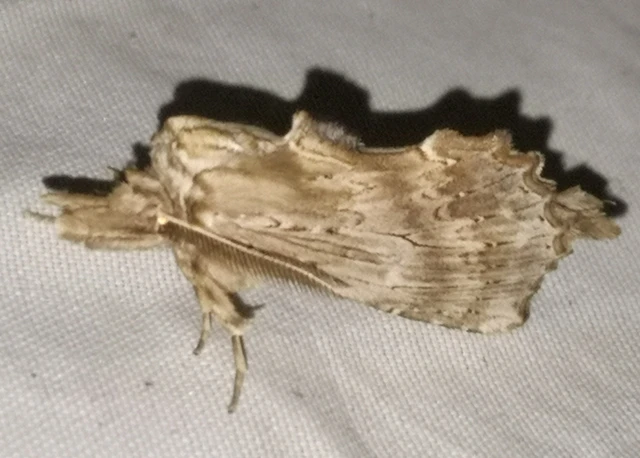 Pterostoma palpina - csőrös púposszövő