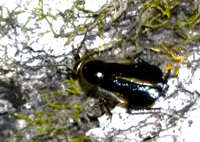 Blattodea - Csótányok Blattodea - Csótányok