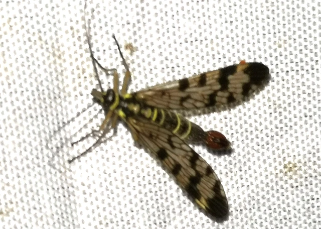 Mecoptera - Csőrösrovarok