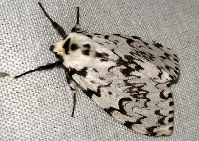 Lymantria monacha - apácalepke