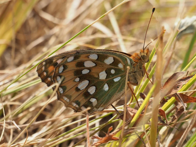 Argynnis aglaja - kerekfoltú gyöngyházlepke