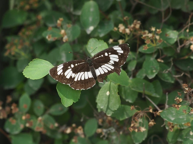 Neptis rivularis - nagy fehérsávoslepke