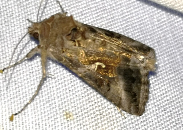 Autographa gamma - gammalepke