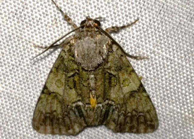 Polyphaenis sericata - selyemfényű erdeibagoly