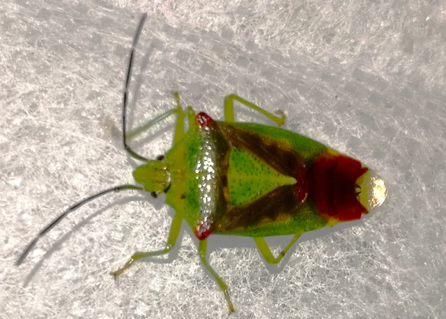 Acanthosoma haemorrhoidale - nagy dajkapoloska Acanthosoma haemorrhoidale - nagy dajkapoloska