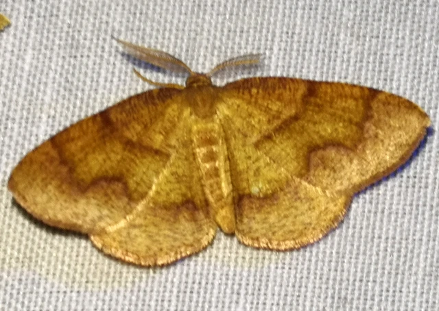 Plagodis pulveraria - szemcsés araszoló