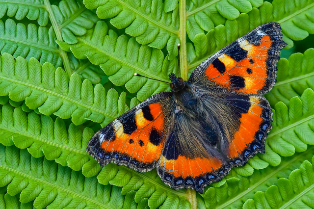 Nymphalis urticae - kis rókalepke Nymphalis urticae - kis rókalepke
