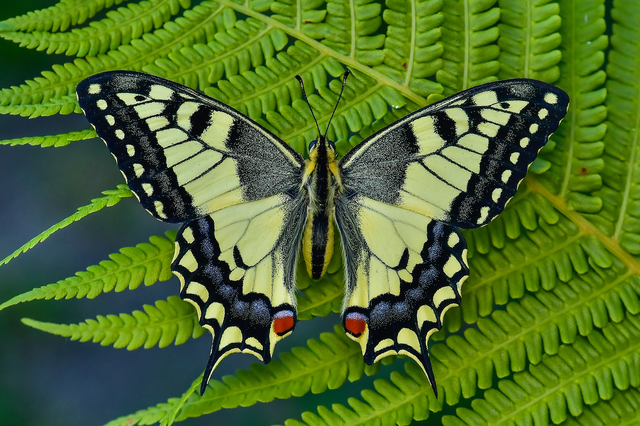 Papilio machaon - fecskefarkú lepke