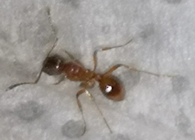 Myrmica