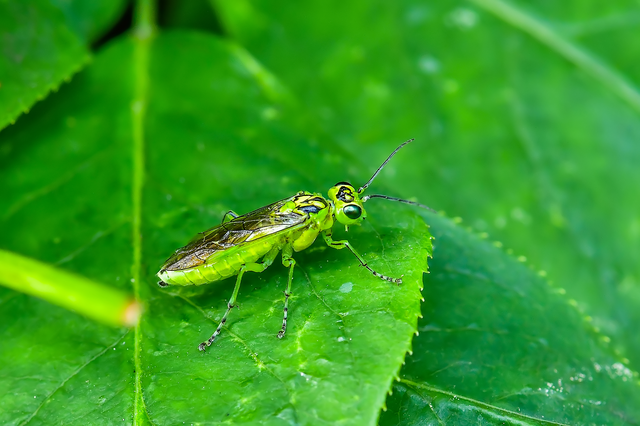 Rhogogaster chlorosoma - aranyszemű ékesdarázs