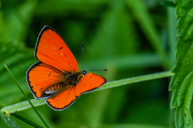 Lycaena dispar rutilus - nagy tűzlepke