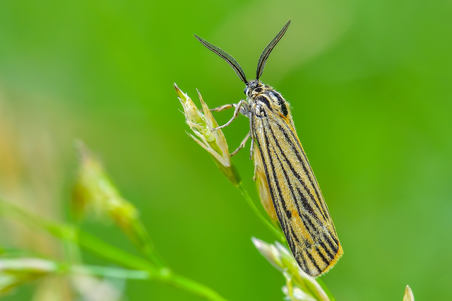 Spiris striata - csíkos molyszövő