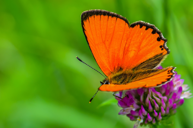 Lycaena virgaureae - arany-tűzlepke