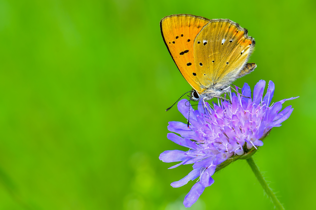 Lycaena virgaureae - arany-tűzlepke