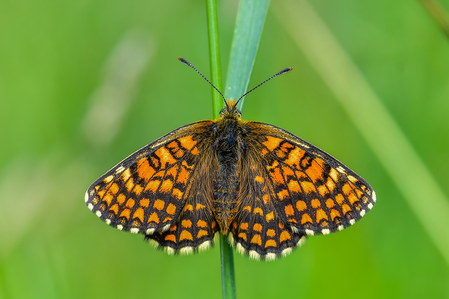 Melitaea athalia - közönséges tarkalepke