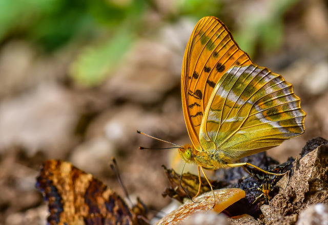 Argynnis paphia - nagy gyöngyházlepke
