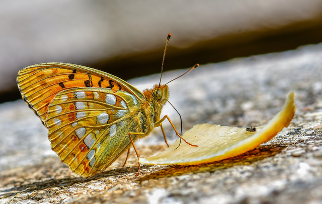 Argynnis adippe - ezüstös gyöngyházlepke