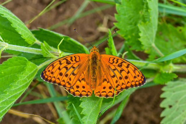 Argynnis adippe - ezüstös gyöngyházlepke