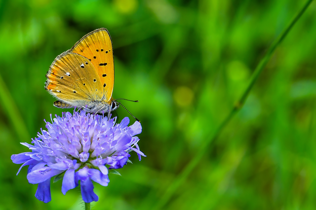 Lycaena virgaureae - arany-tűzlepke