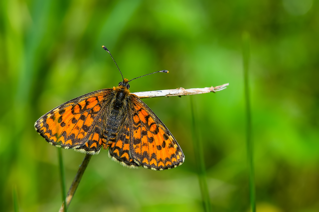 Melitaea trivia - kis tarkalepke