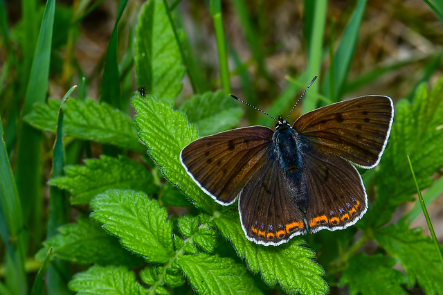 Lycaena alciphron - ibolyás tűzlepke