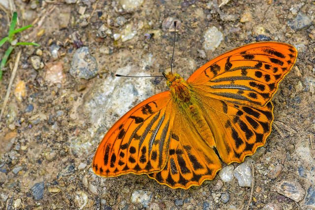 Argynnis paphia - nagy gyöngyházlepke