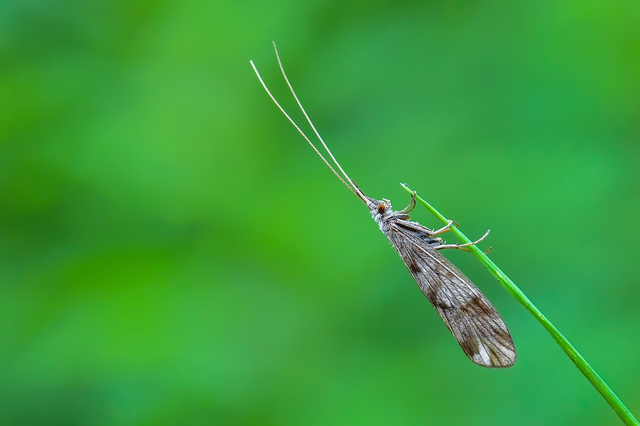 Trichoptera - Tegzesek