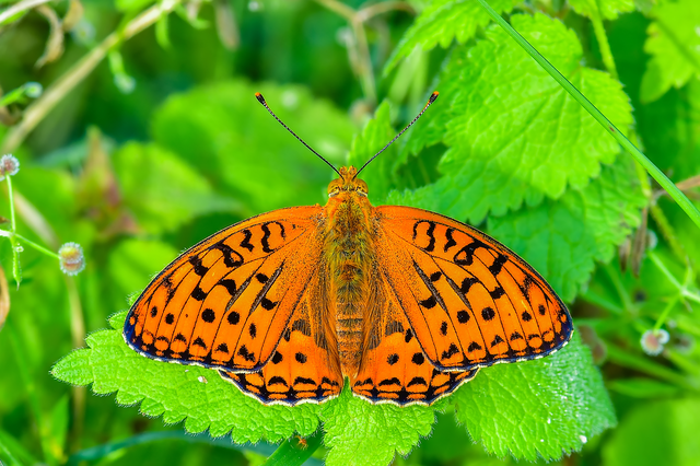 Argynnis adippe - ezüstös gyöngyházlepke