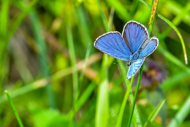 Plebejus argyrognomon - tintakék boglárka