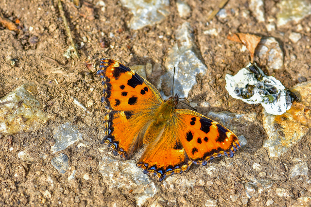 Nymphalis polychloros - nagy rókalepke