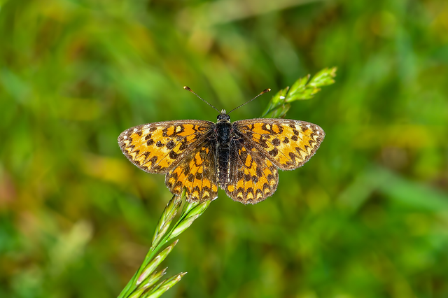 Melitaea trivia - kis tarkalepke