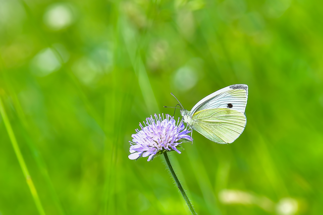 Pieris rapae - répalepke