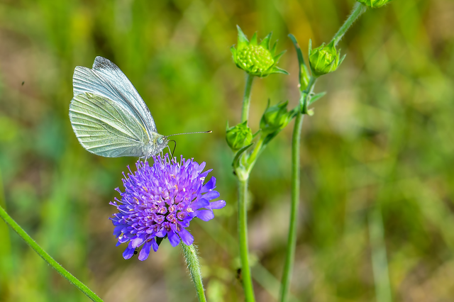 Pieris rapae - répalepke
