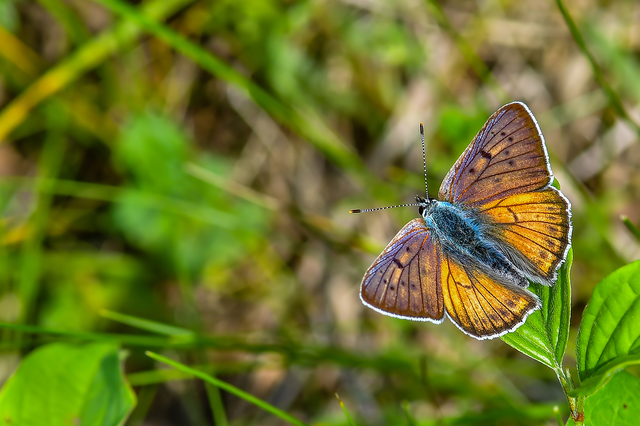 Lycaena alciphron - ibolyás tűzlepke