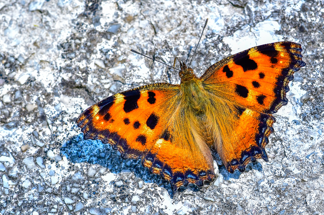 Nymphalis polychloros - nagy rókalepke