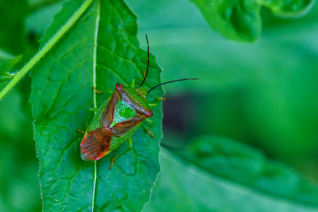 Acanthosoma haemorrhoidale - nagy dajkapoloska Acanthosoma haemorrhoidale - nagy dajkapoloska