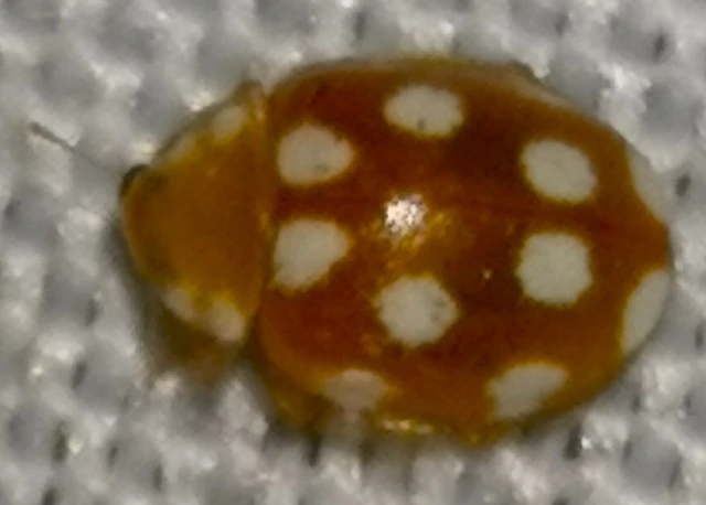 Vibidia duodecimguttata - tizenkétcseppes füsskata