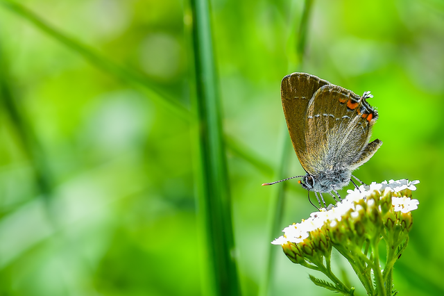Satyrium acaciae - akác-csücsköslepke