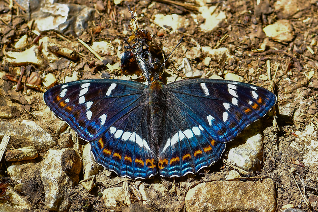 Limenitis populi - nagy nyárfalepke