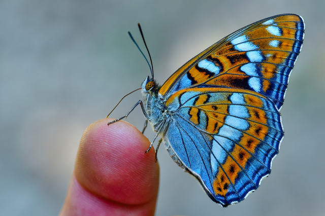 Limenitis populi - nagy nyárfalepke