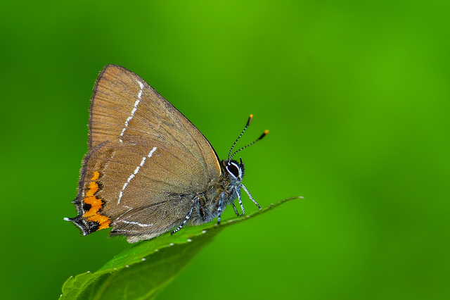 Satyrium w-album - szilfa-csücsköslepke