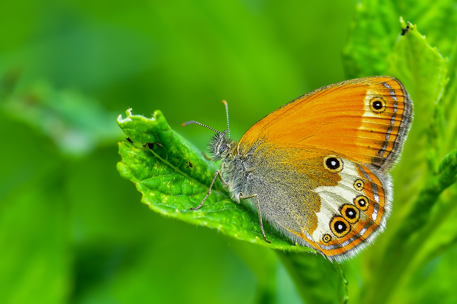 Coenonympha arcania - fehéröves szénalepke