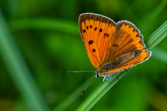 Lycaena dispar rutilus - nagy tűzlepke