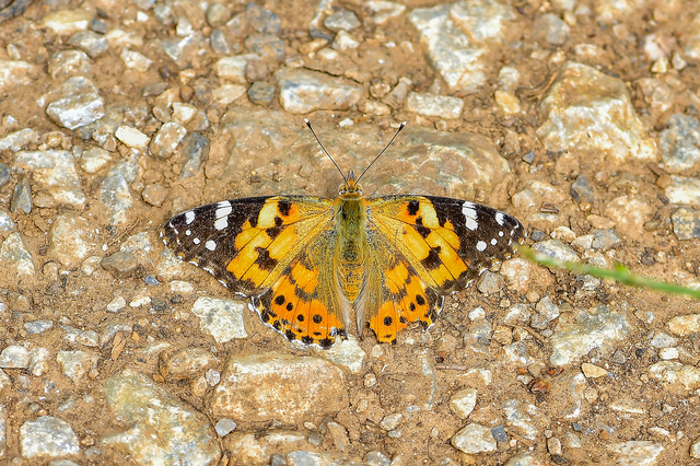 Vanessa cardui - bogáncslepke
